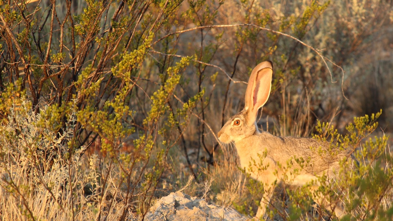 Photo of Outdoor in Brewster County
