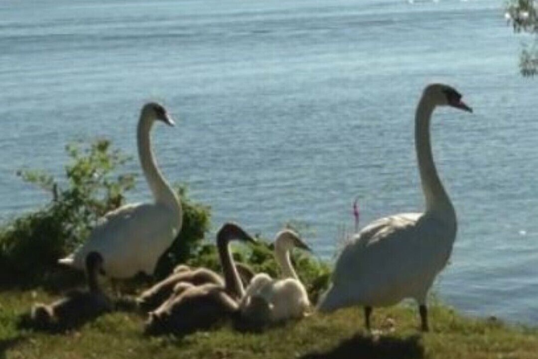 Photo of Others in North Greece