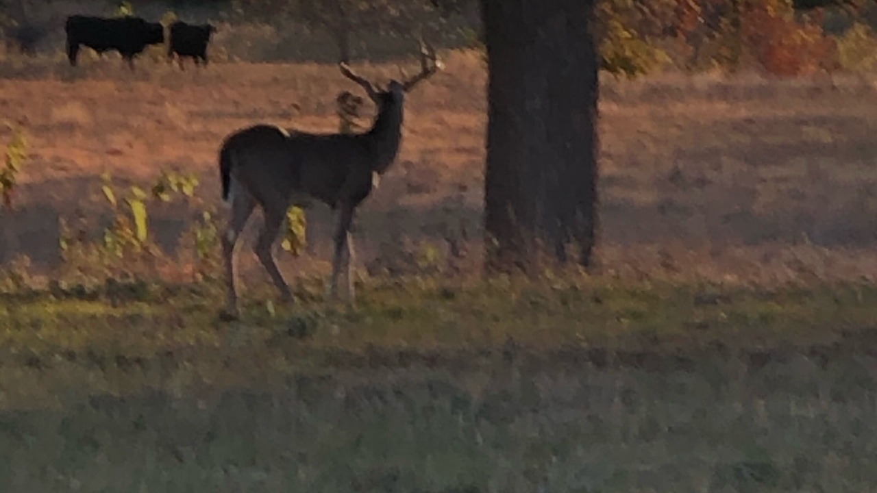 Photo of Outdoor in Leakey