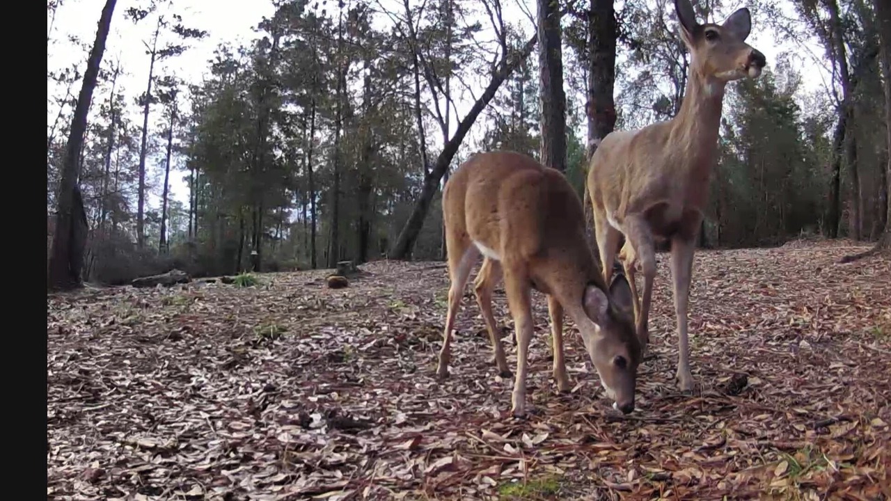 Photo of Outdoor in Escambia County