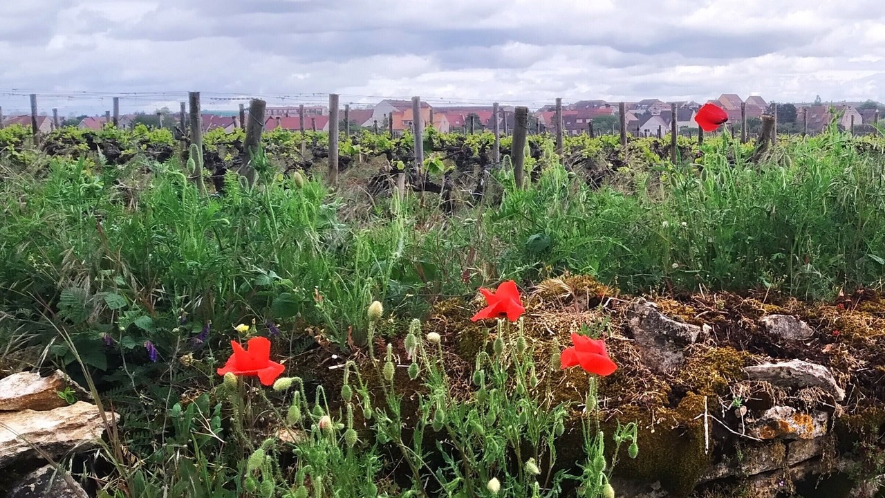 Photo of Outdoor in Beaune City Centre