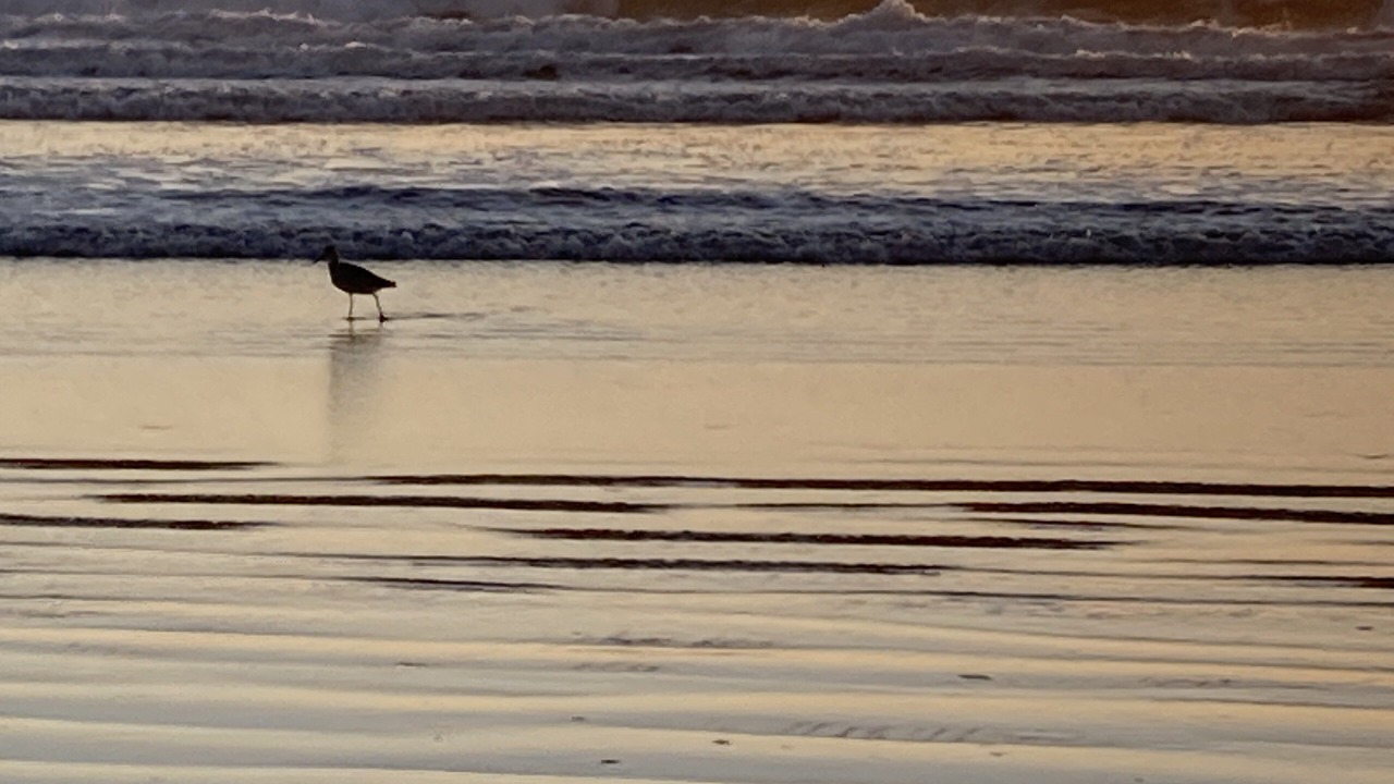Photo of Others in Playa Del Rey