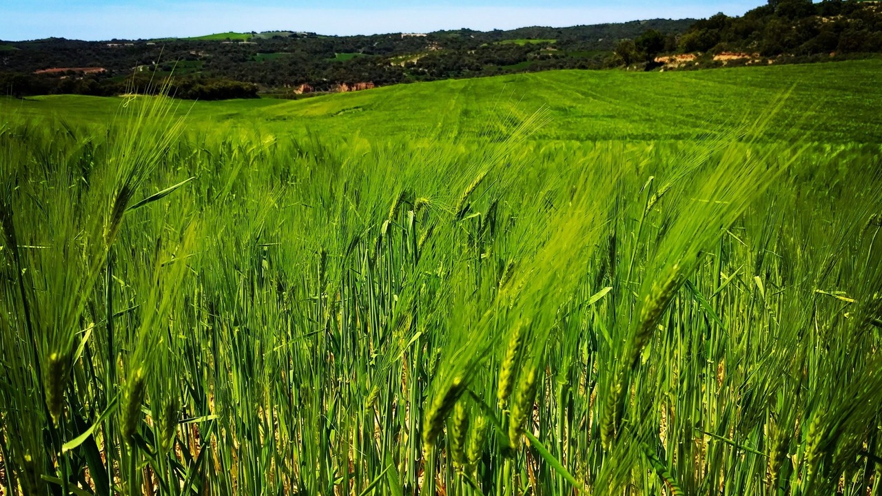Photo of Others in Peralta de Calasanz
