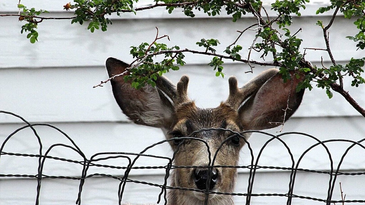 Photo of Others in Challis