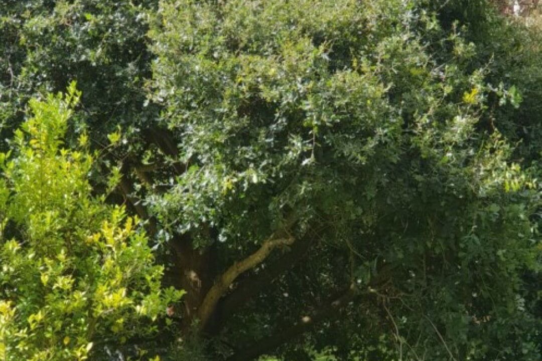 Photo of Outdoor in Foster