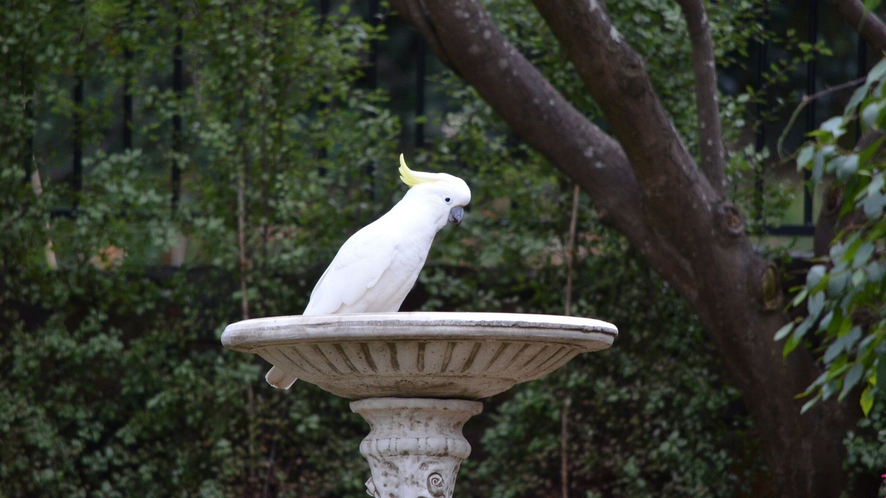 Photo of Others in Mount Dandenong