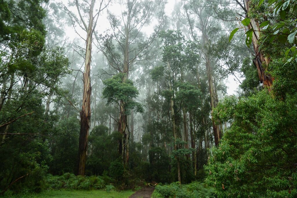 Photo of Others in Mount Dandenong