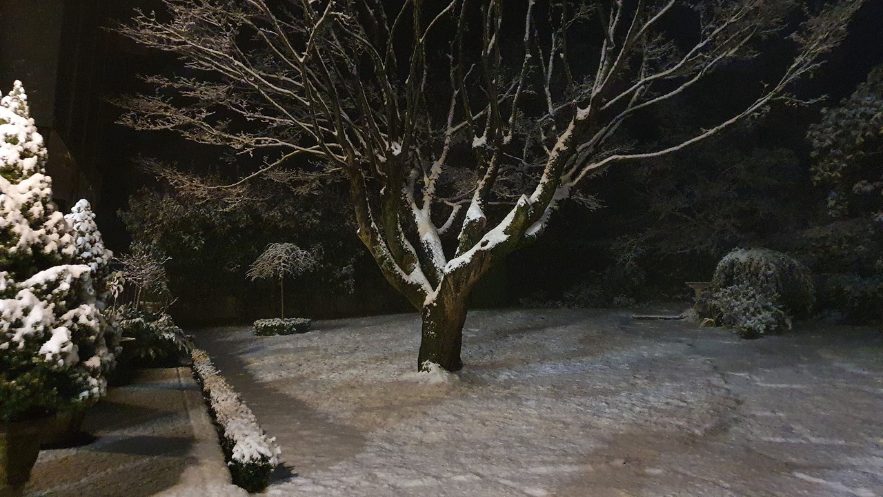 Photo of Others in Mount Dandenong