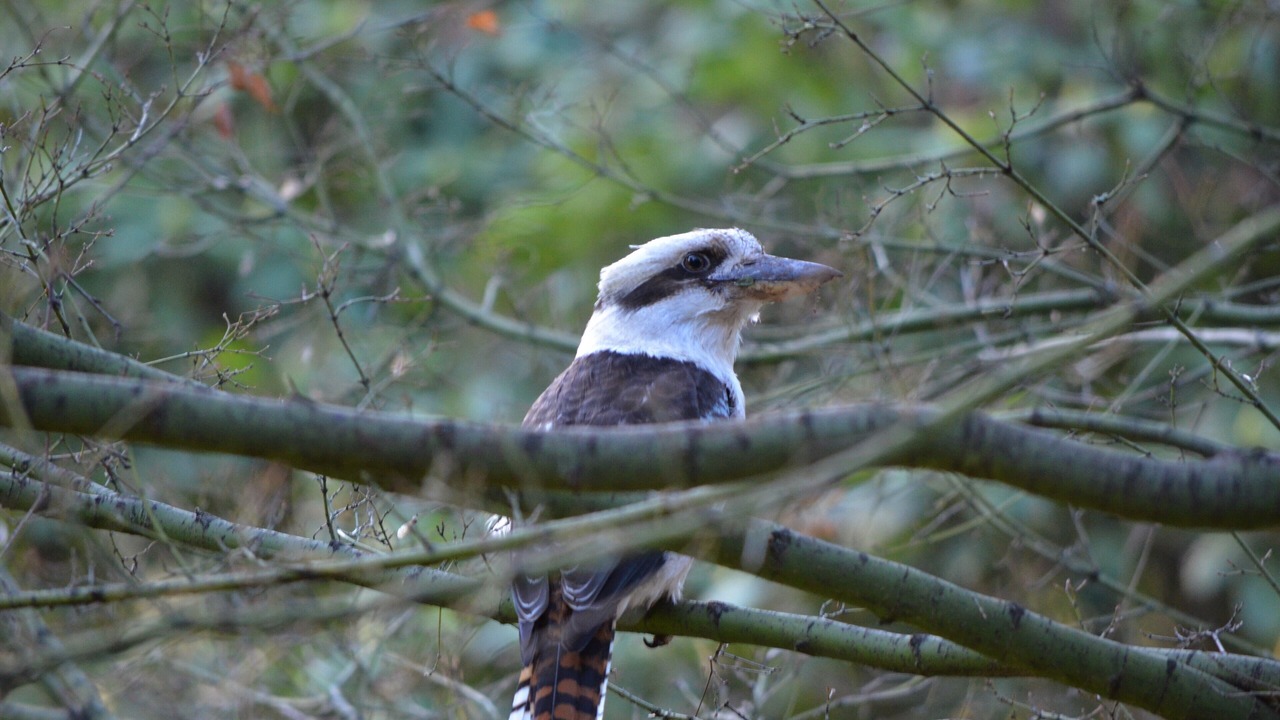 Photo of Others in Mount Dandenong