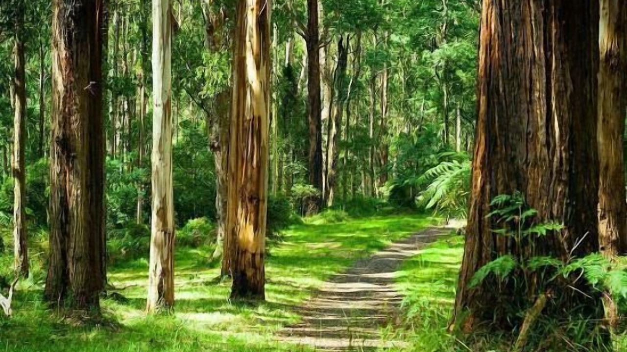 Photo of Others in Mount Dandenong