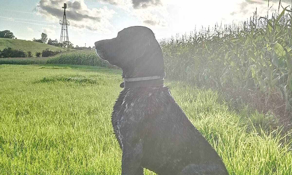 Photo of Others in Great Witley