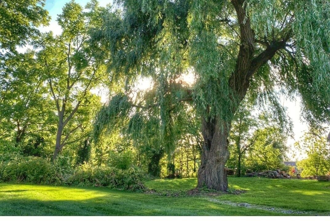 Photo of Outdoor in Norval