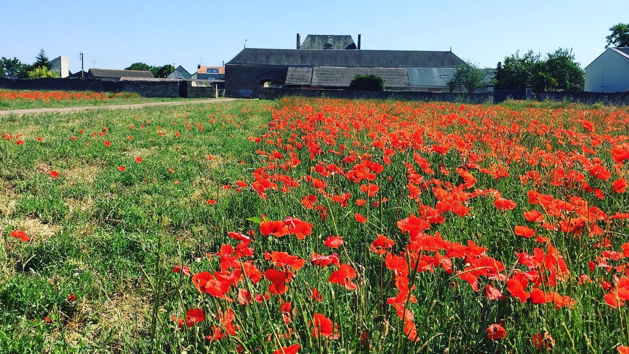 Photo of Outdoor in Vaudelnay