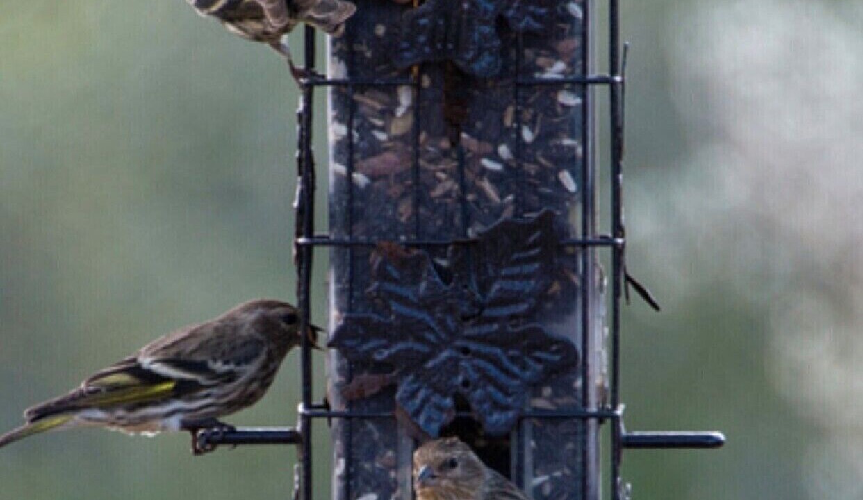 Photo of Others in Austin