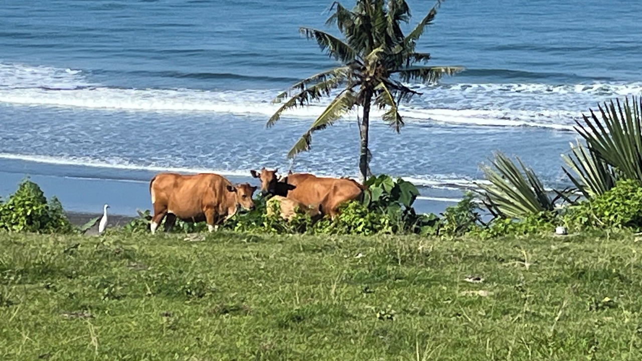 Photo of Others in West Selemadeg