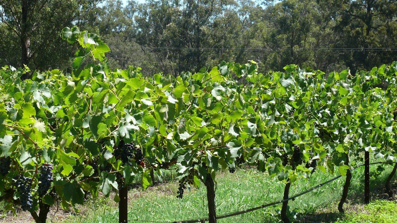 Photo of Others in Pokolbin