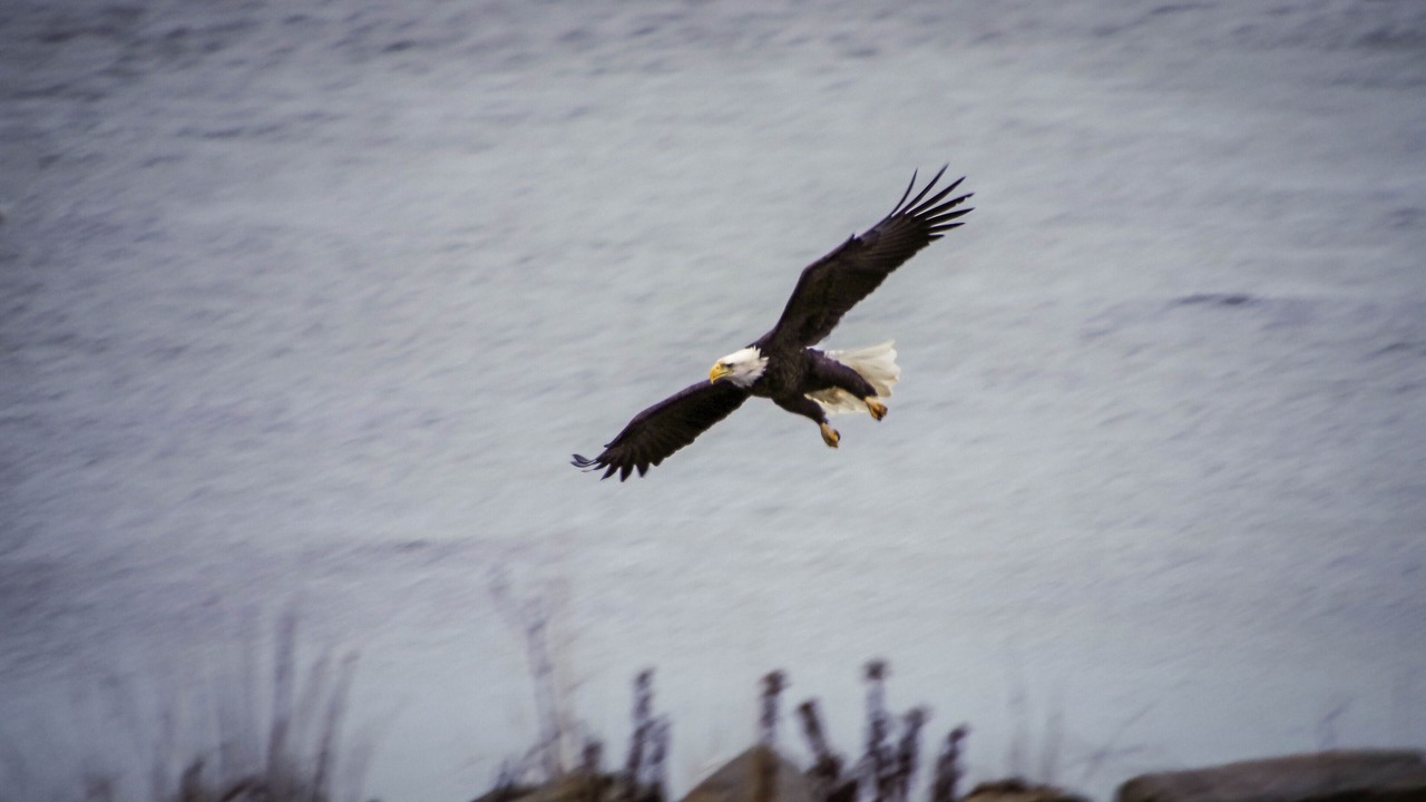 Photo of Others in Halifax County