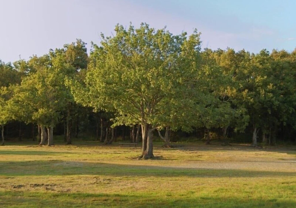 Photo of Outdoor in Touvois