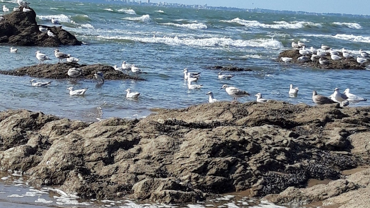 Photo of Others in Saint-Brevin-l'Ocean