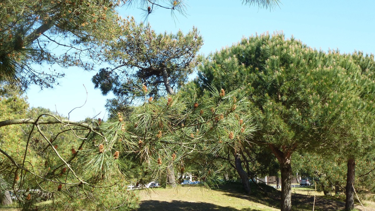 Photo of Outdoor in Saint-Brevin-l'Ocean