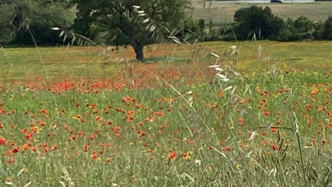 Photo of Others in Guerande