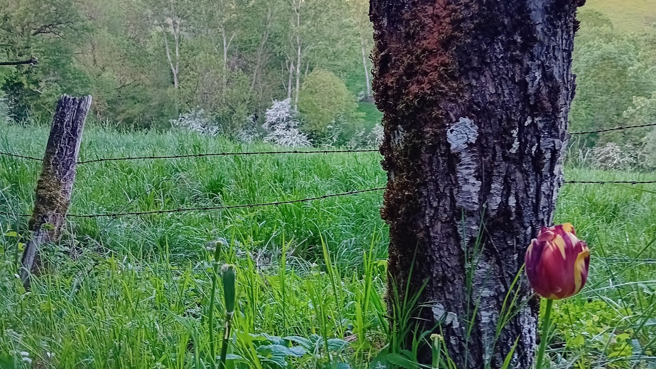 Photo of Outdoor in Vabre-Tizac