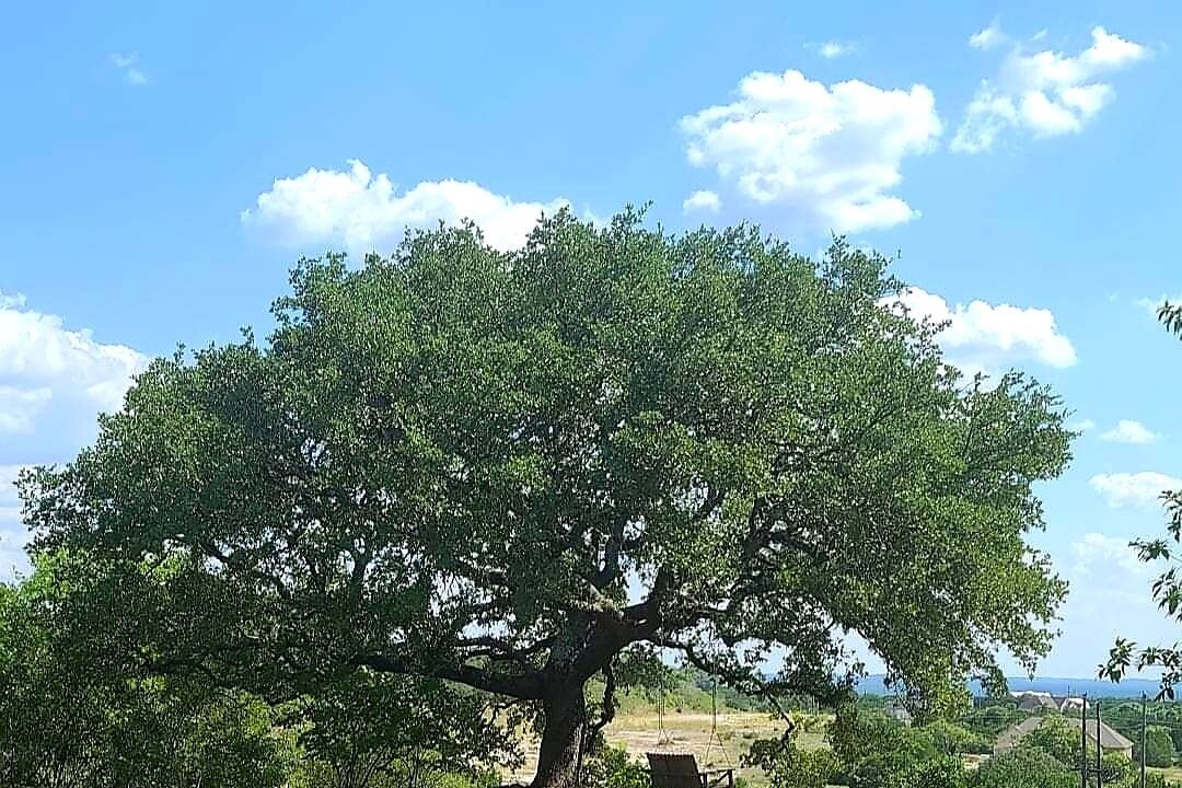 Photo of Outdoor in Spring Branch