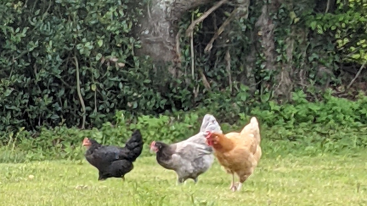 Photo of Outdoor in Bonsmoulins