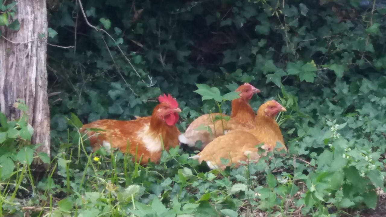 Photo of Outdoor in Bonsmoulins