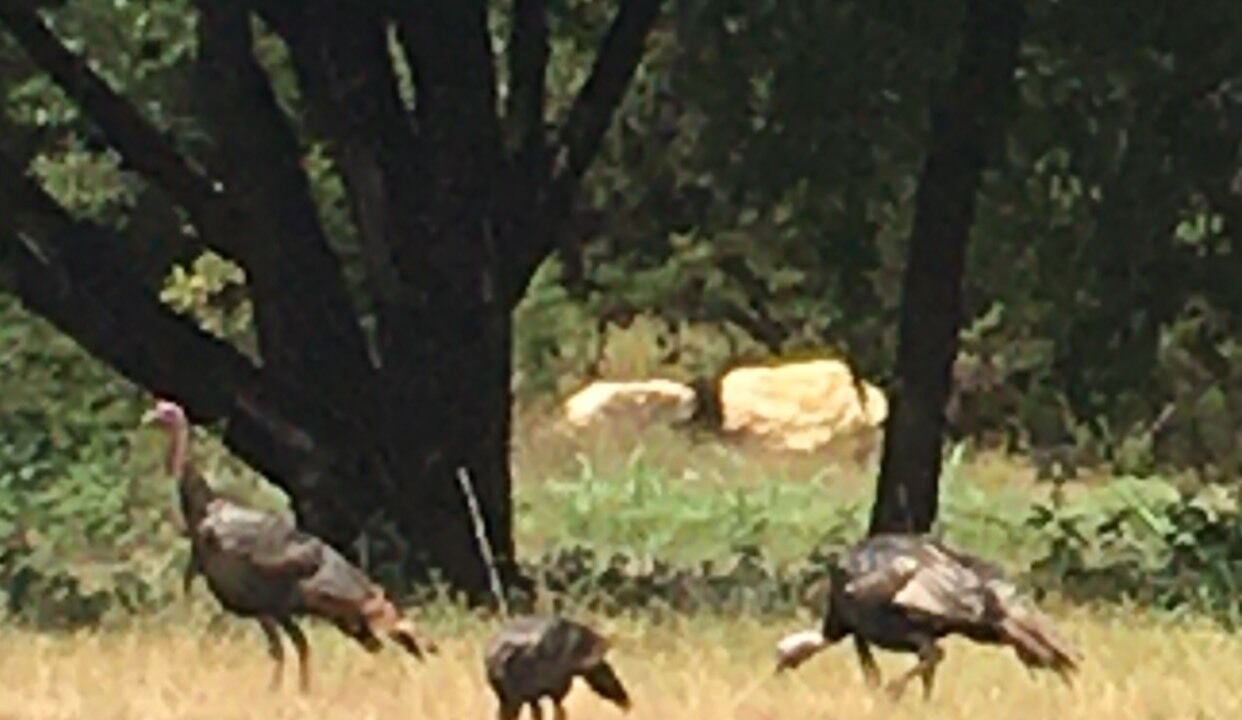 Photo of Others in Helotes