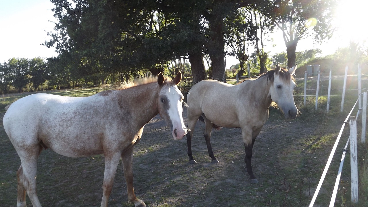Photo of Outdoor in Saint-Herblain