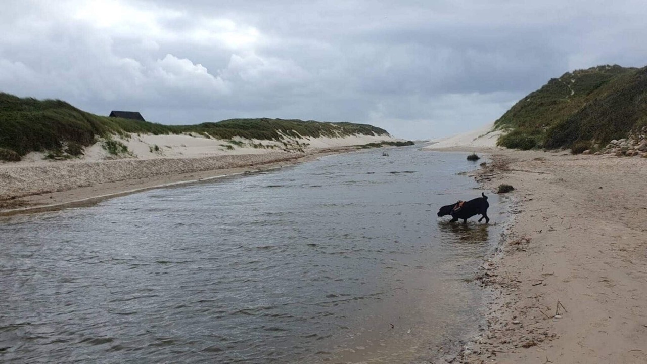 Photo of Others in Henne Strand