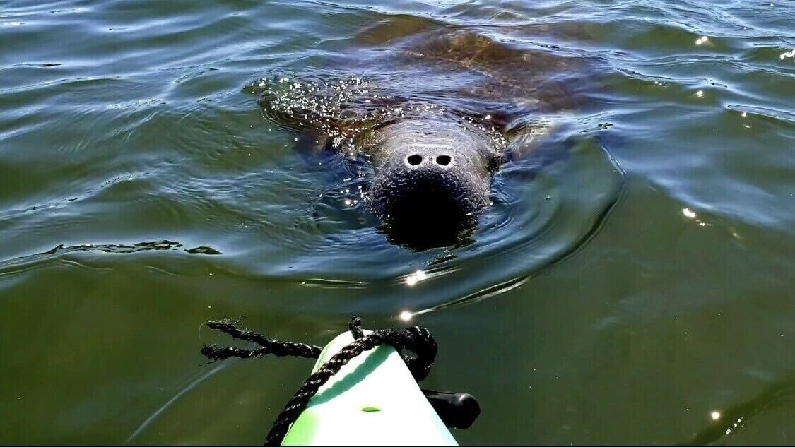 Photo of Others in Palmetto