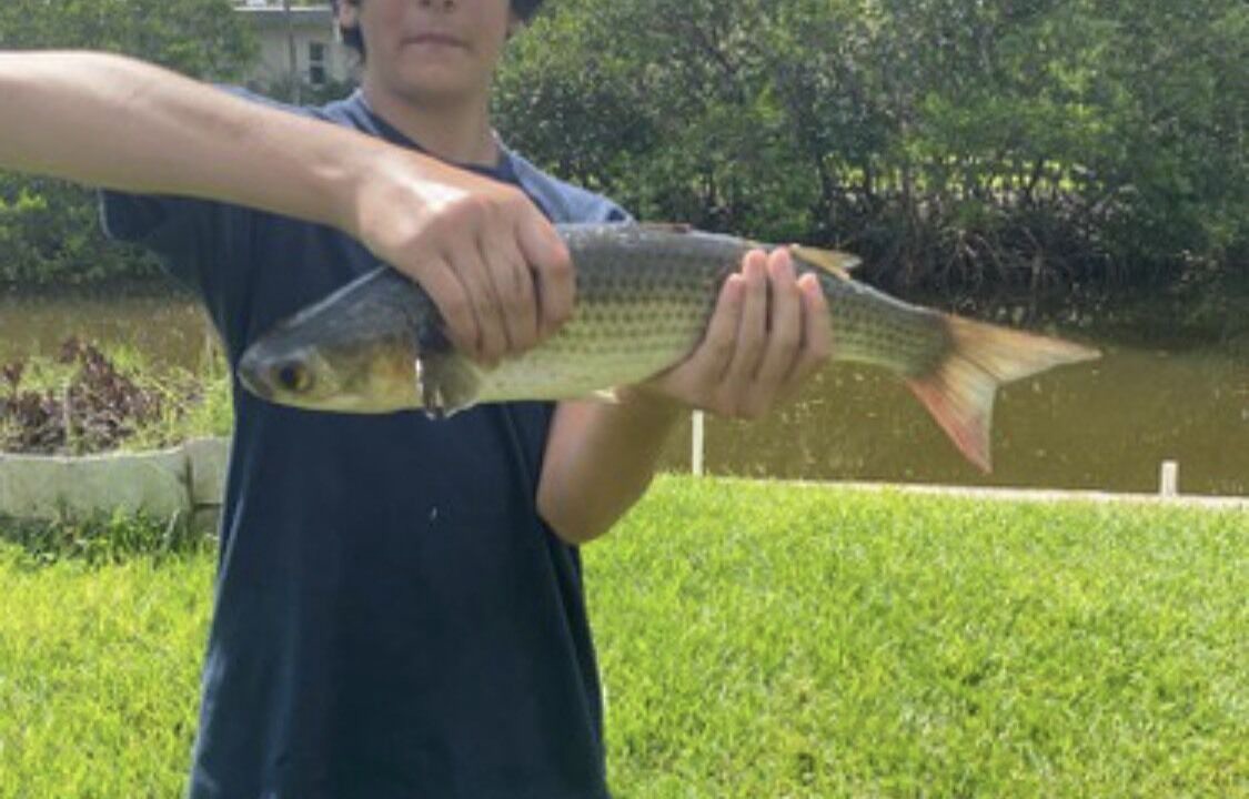 Photo of Others in Palmetto