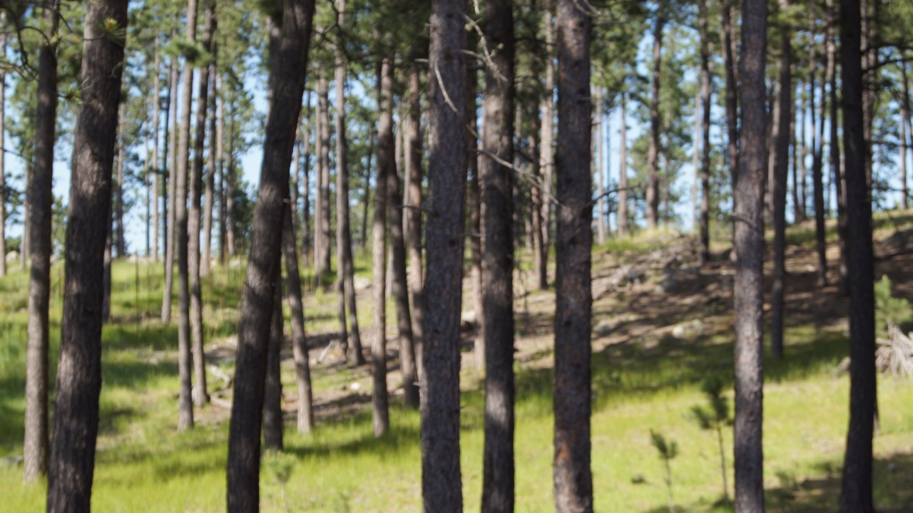 Photo of Others in Custer