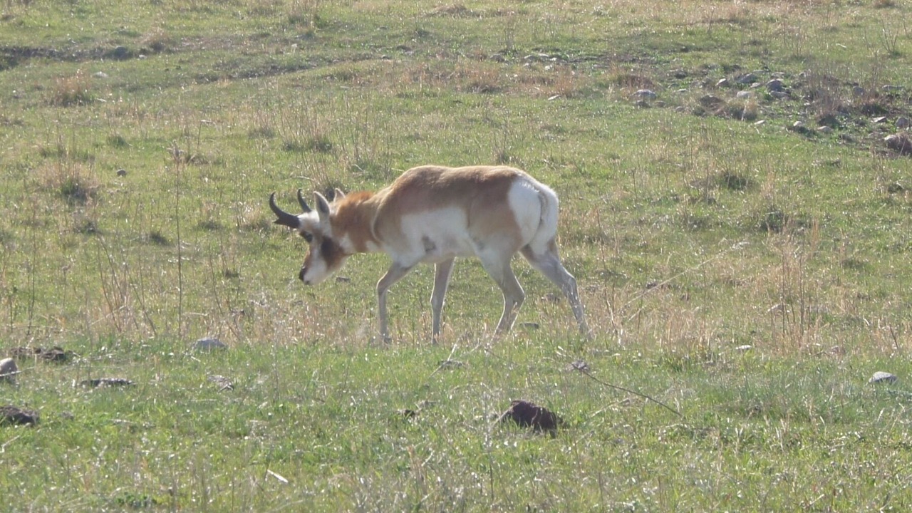 Photo of Others in Custer