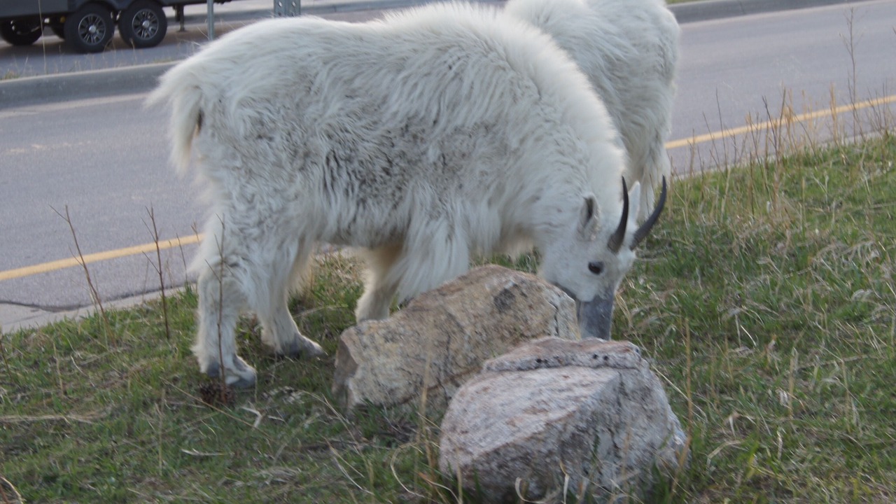 Photo of Others in Custer