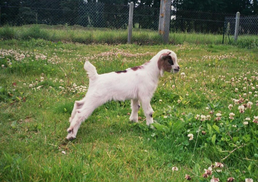 Photo of Human In Picture in Houdetot