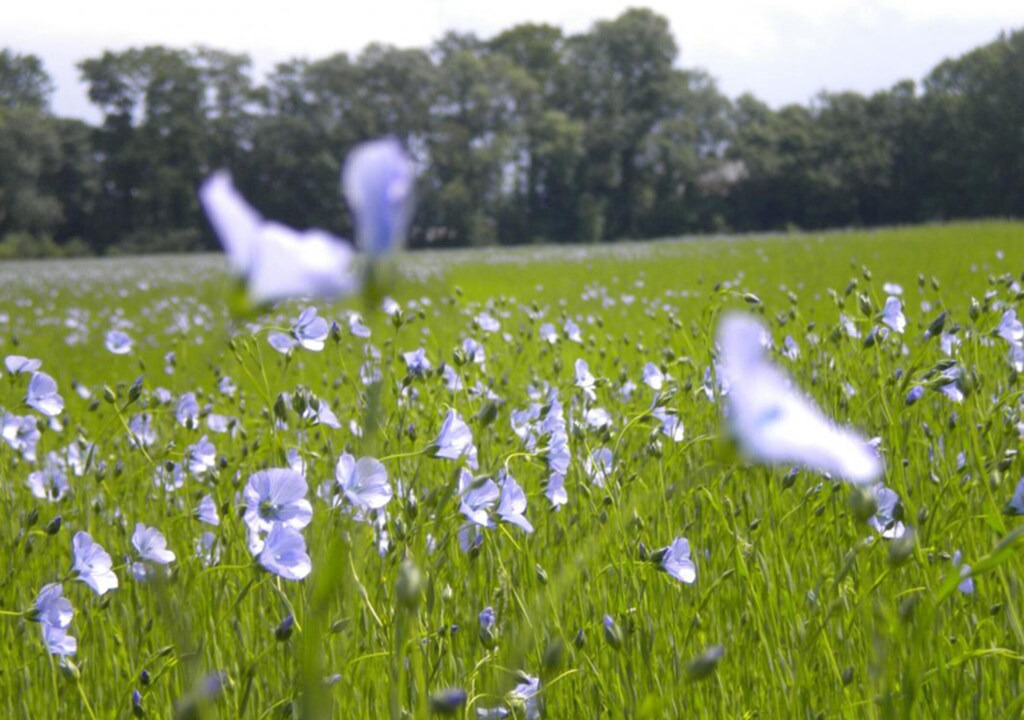Photo of Outdoor in Houdetot