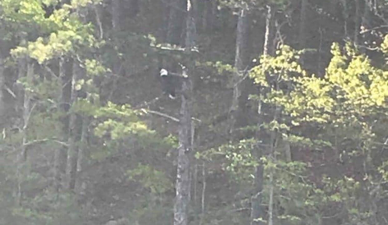 Photo of Others in Bryson City