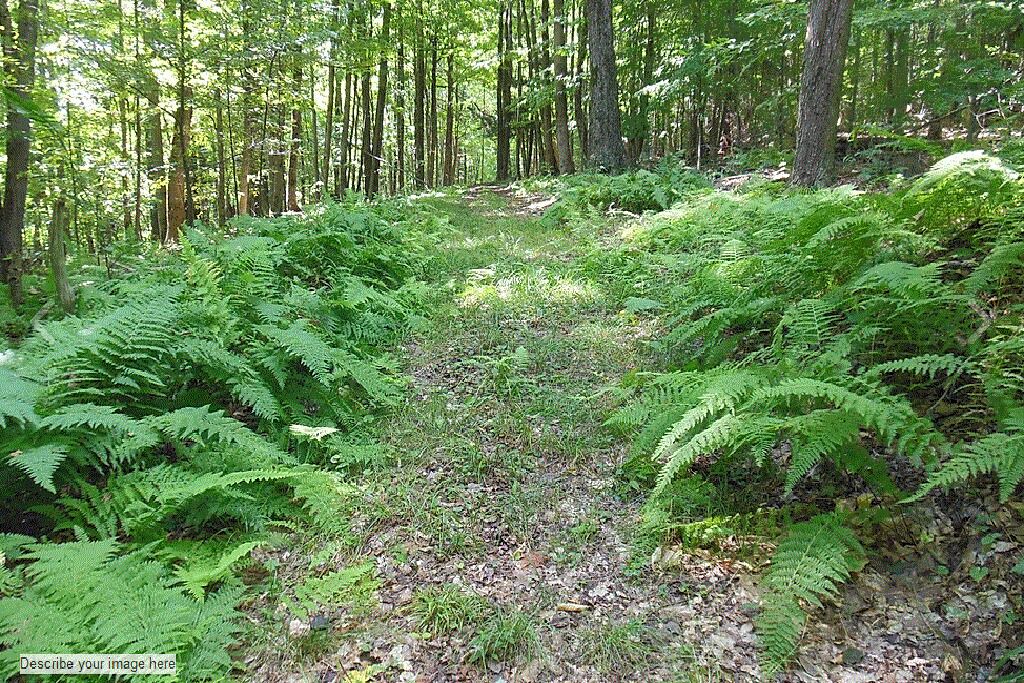 Photo of Outdoor in Wellsville