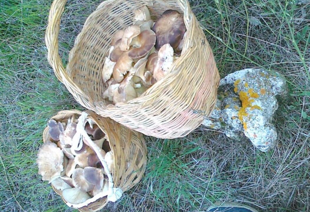 Photo of Outdoor in Almenar de Soria