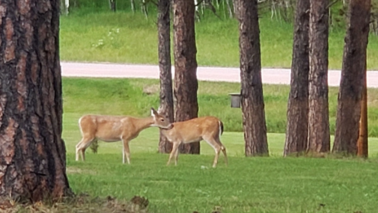 Photo of Others in Custer