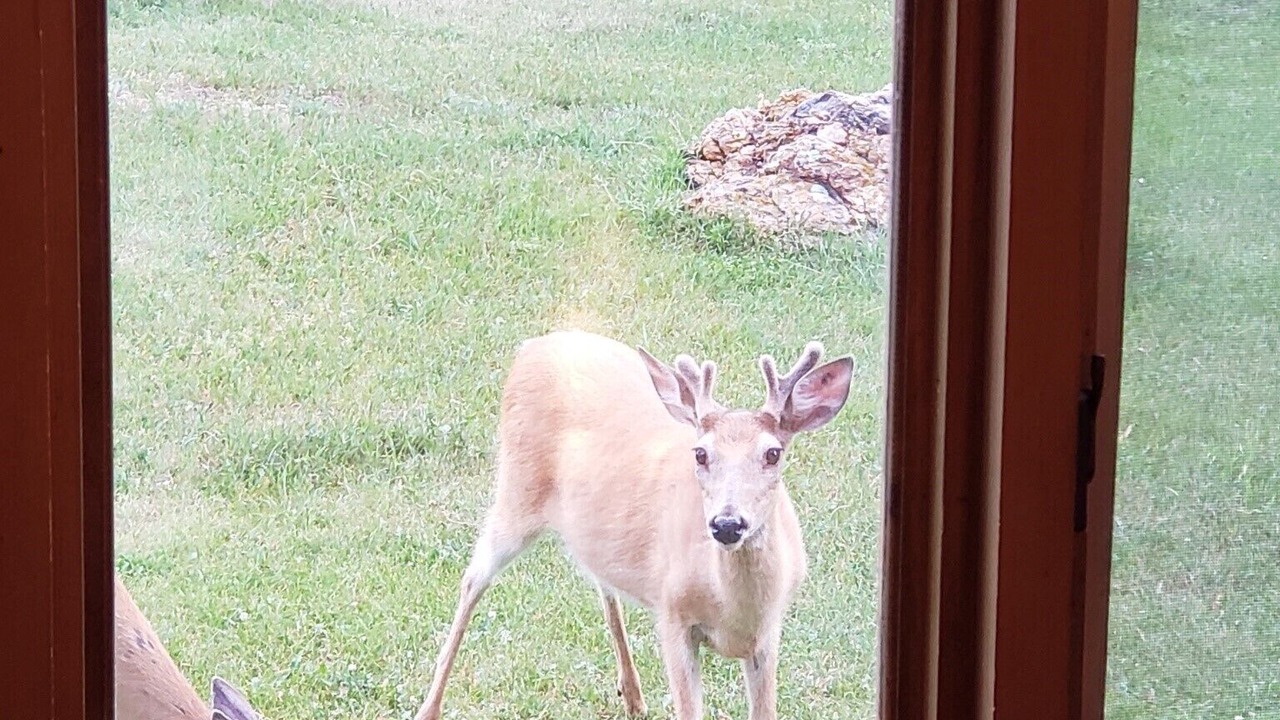 Photo of Others in Custer