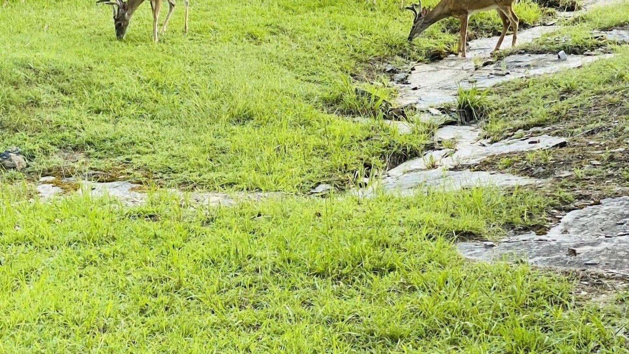 Photo of Others in Hochatown