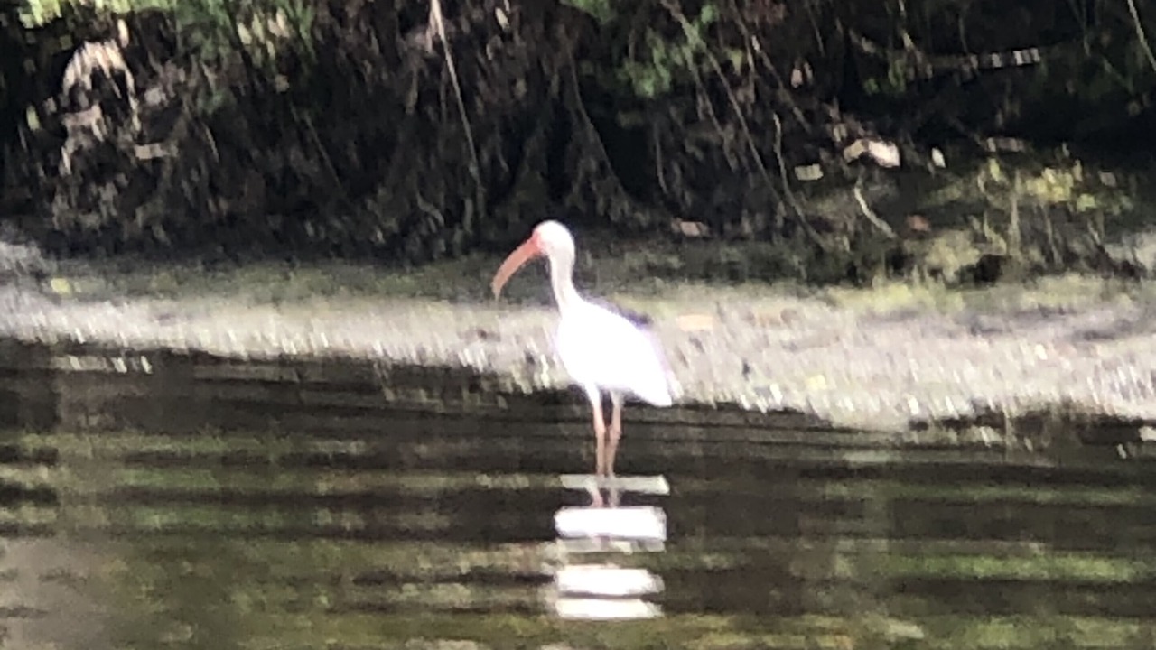 Photo of Others in Tropic Shores