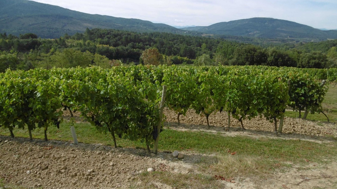 Photo of Others in Limoux