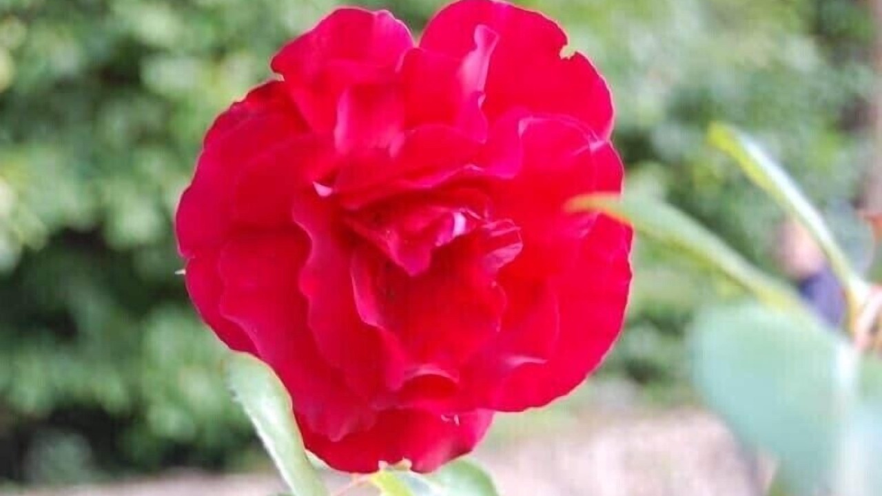 Photo of Others in Alligny-en-Morvan