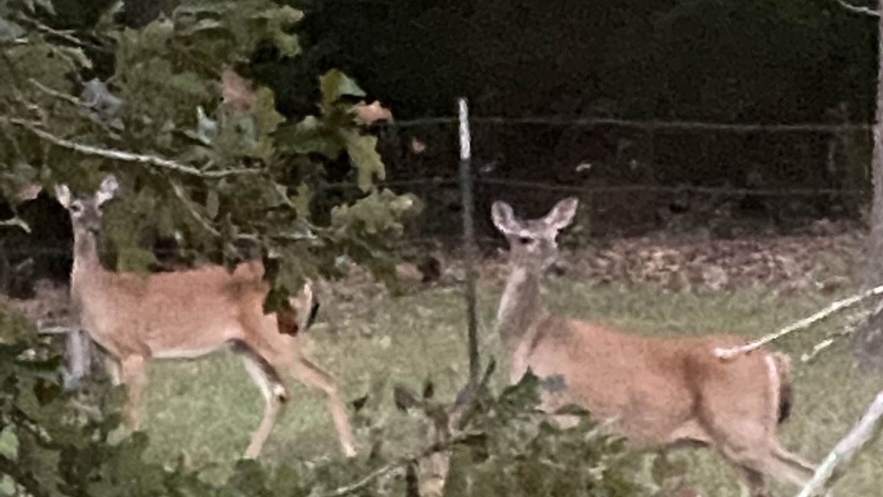 Photo of Outdoor in Flatonia