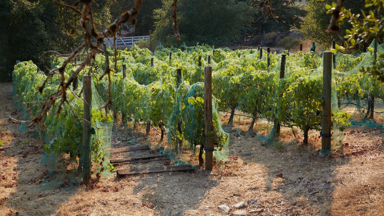 Photo of Outdoor in Santa Rosa